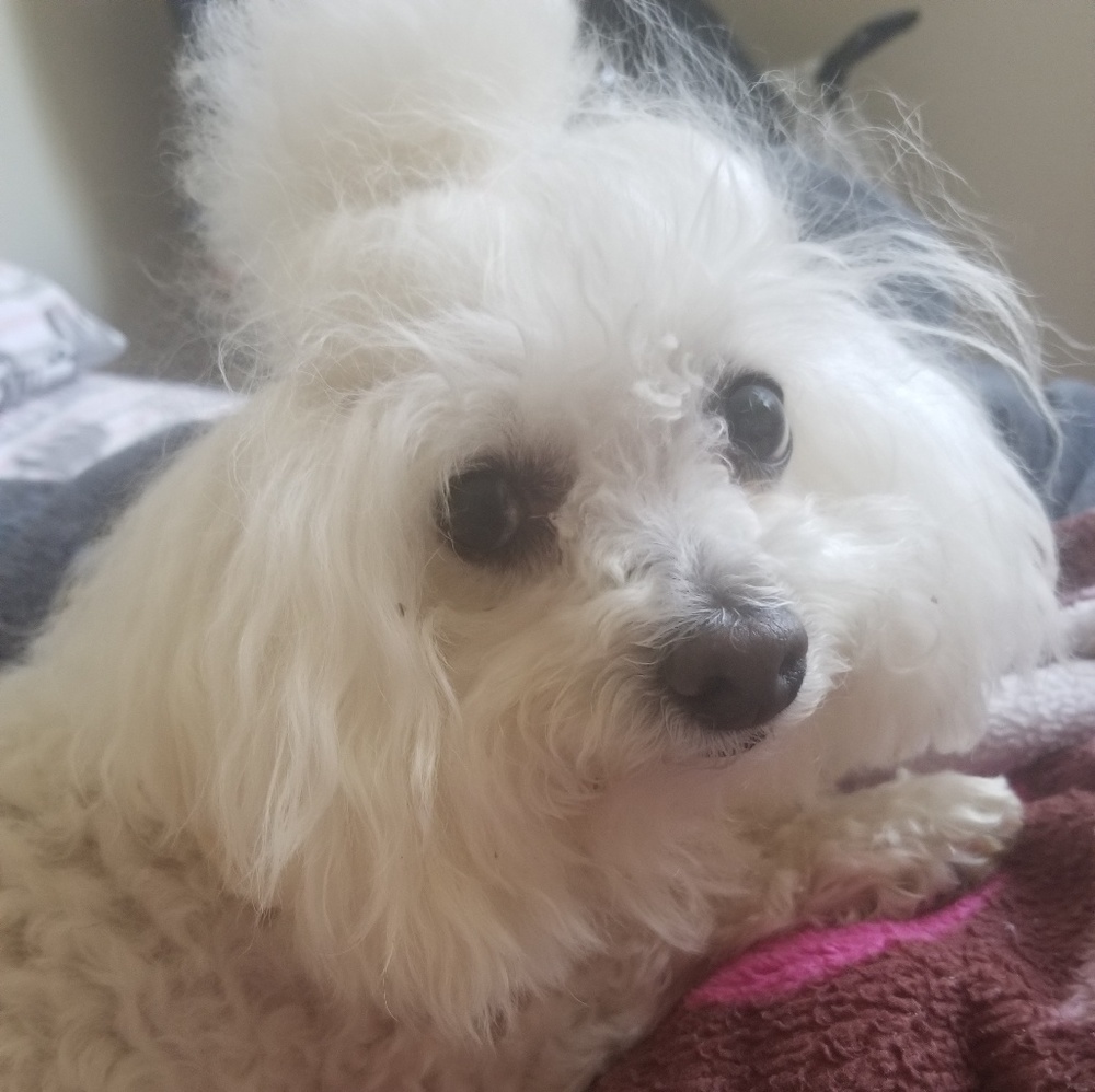 Meet your Posher, Kim